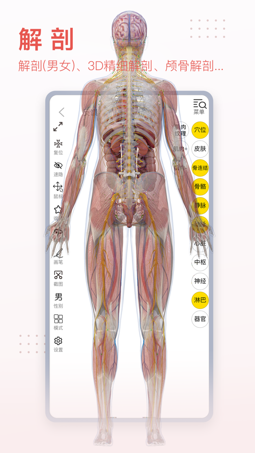 3dbody解剖图手机版截屏3